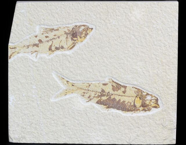 Multiple Knightia Fossil Fish Plate - x #42339